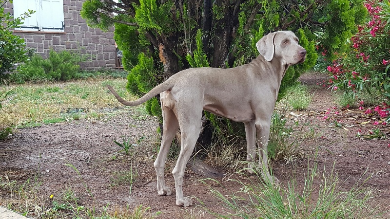 In love ailen De l'ecrin des hauts de france